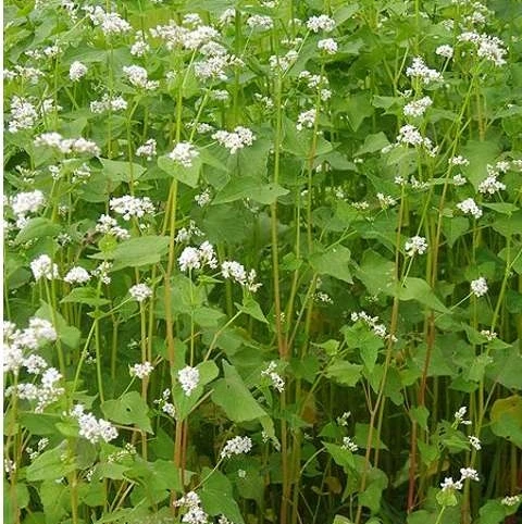 Buckwheat Seed (Fagopyrum Esculentum) - Image 2