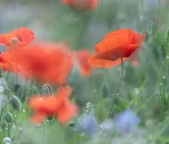 Poppy, Common (Papaver Rhoeas) Seeds