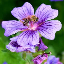 Cranesbill, Hedge (Geranium Pyrenaecium) Plant