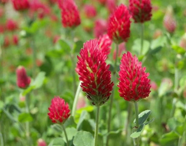 Crimson Clover Seed (Trifolium Incarnatum)