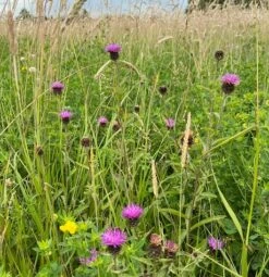 CSS6/20 Two Year Sown Legume Fallow Mixture AB15