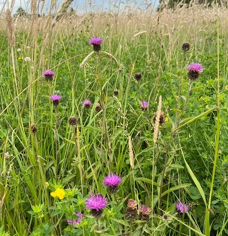 CSS6/20 Two Year Sown Legume Fallow Mixture AB15