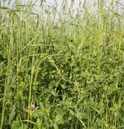 CSS6/21R Two Year Sown Legume Fallow Mixture (with Ryegrass) AB15
