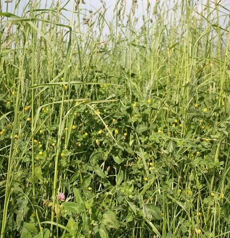 CSS6/21R Two Year Sown Legume Fallow Mixture (with Ryegrass) AB15