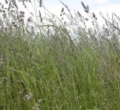 CSS8 Buffer Strip And Beetle Bank AB3 With Cocksfoot