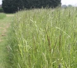 CSS9 Beetle Bank AB3 Without Cocksfoot