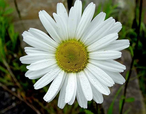 Daisy, Ox-eye (Leucanthemum Vulgare) Plant - Image 4