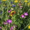 Bees And Butterfly Wildflower Seed BSBP 100%