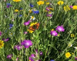 Bees And Butterfly Wildflower Seed BSBP 100%