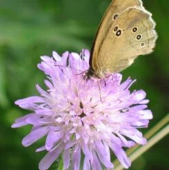 Scabious, Field (Knautia Arvensis) Seeds