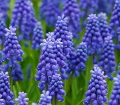 BS Grape Hyacinth Bulbs (Muscari Neglectum)