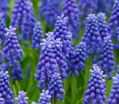 BS Grape Hyacinth Bulbs (Muscari Neglectum)