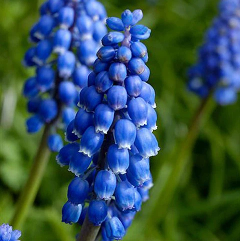 BS Grape Hyacinth Bulbs (Muscari Neglectum) - Image 2