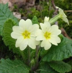 BS Hedgerow Wildflower Plant Collection