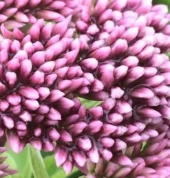 Agrimony, Hemp (Eupatorium Cannabinum) Plant