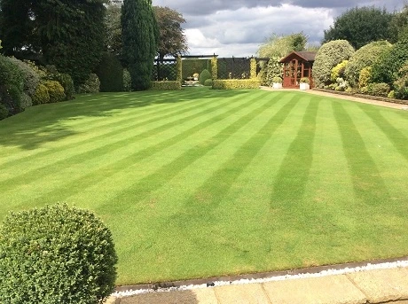 BS Quality Fine Lawn Seed - Image 4