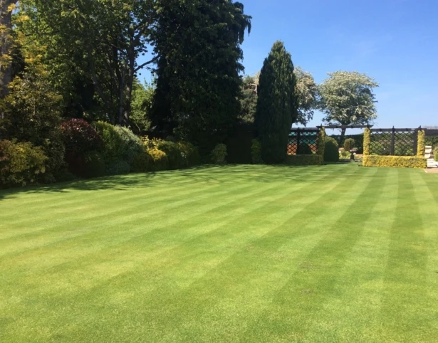 BS Quality Fine Lawn Seed - Image 2