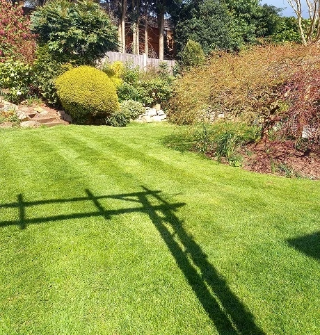 BS Quality Fine Lawn Seed - Image 5