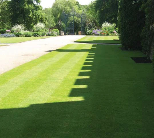 BS Slow Grow And Wildflower Companion Grass Seed - Image 3