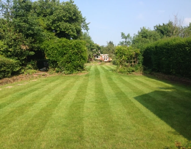 BS Childs Play Lawn Seed - Image 4