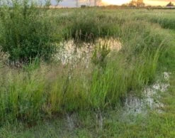 BS Waterlogged And Wet Soils Grass Seed