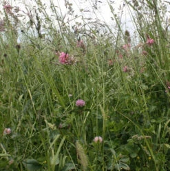 CSS2 Legume & Herb Rich Mixture GS4