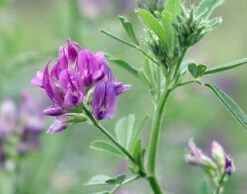 Lucerne Seed (Medicago Sativa)