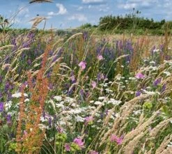 Butterfly & Bee Wildflower Seeds BSBM 80/20