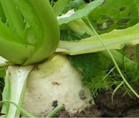 Marco Stubble Turnip