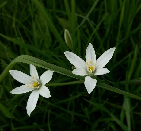 BS Star Of Bethlehem Bulbs (Ornithogalum Umbellatum) - Image 3