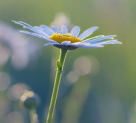 Daisy, Ox-eye (Leucanthemum Vulgare) Plant - Image 2