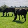 BS Choice Horse Paddock Grass Seed