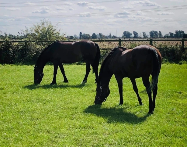 BS Choice Horse Paddock Grass Seed