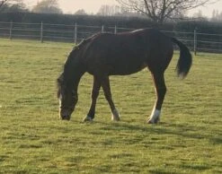 BS Economy Horse Paddock Grass Seed