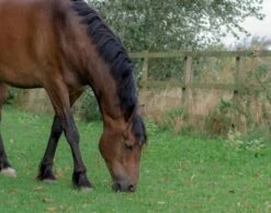 BS Paddock Repair Grass Seed