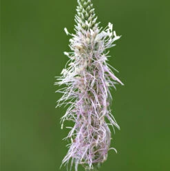 Plantain, Hoary (Plantago Media) Plant
