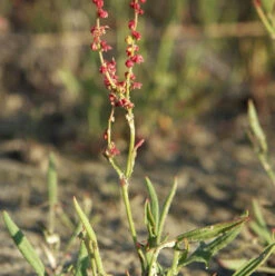 Sorrel, Sheep's (Rumex Acetosella) Seeds