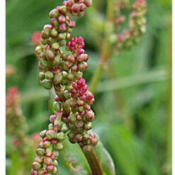 Sorrel, Common (Rumex Acetosa) Seeds