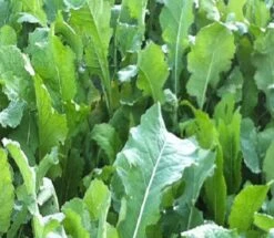 Sparta Forage Rape
