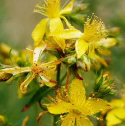 St John's-wort, Common (Hyp. Perforatum) Seeds