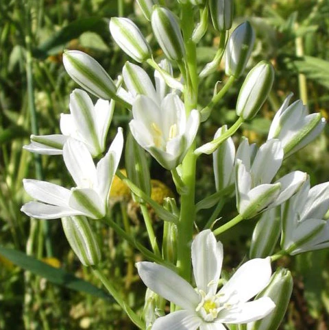 BS Star Of Bethlehem Bulbs (Ornithogalum Umbellatum) - Image 2