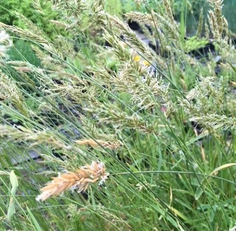 Sweet Vernal-Grass (Anthoxanthum Odoratum) Plant - Image 2