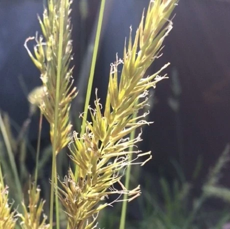 Sweet Vernal-Grass (Anthoxanthum Odoratum) Plant