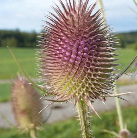 Teasel (Dipsacus Fullonum) Plant