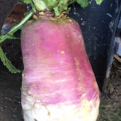 Vollenda Stubble Turnip