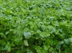 Winter Graze Forage Mixture