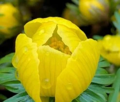 BS Winter Aconites Bulbs (Eranthis Hyemalis)