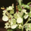 Sage, Wood (Teucrium Scorodonia) Plant